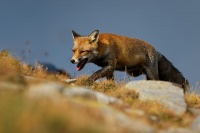 Liska obecna - Vulpes vulpes - Red Fox 2090
